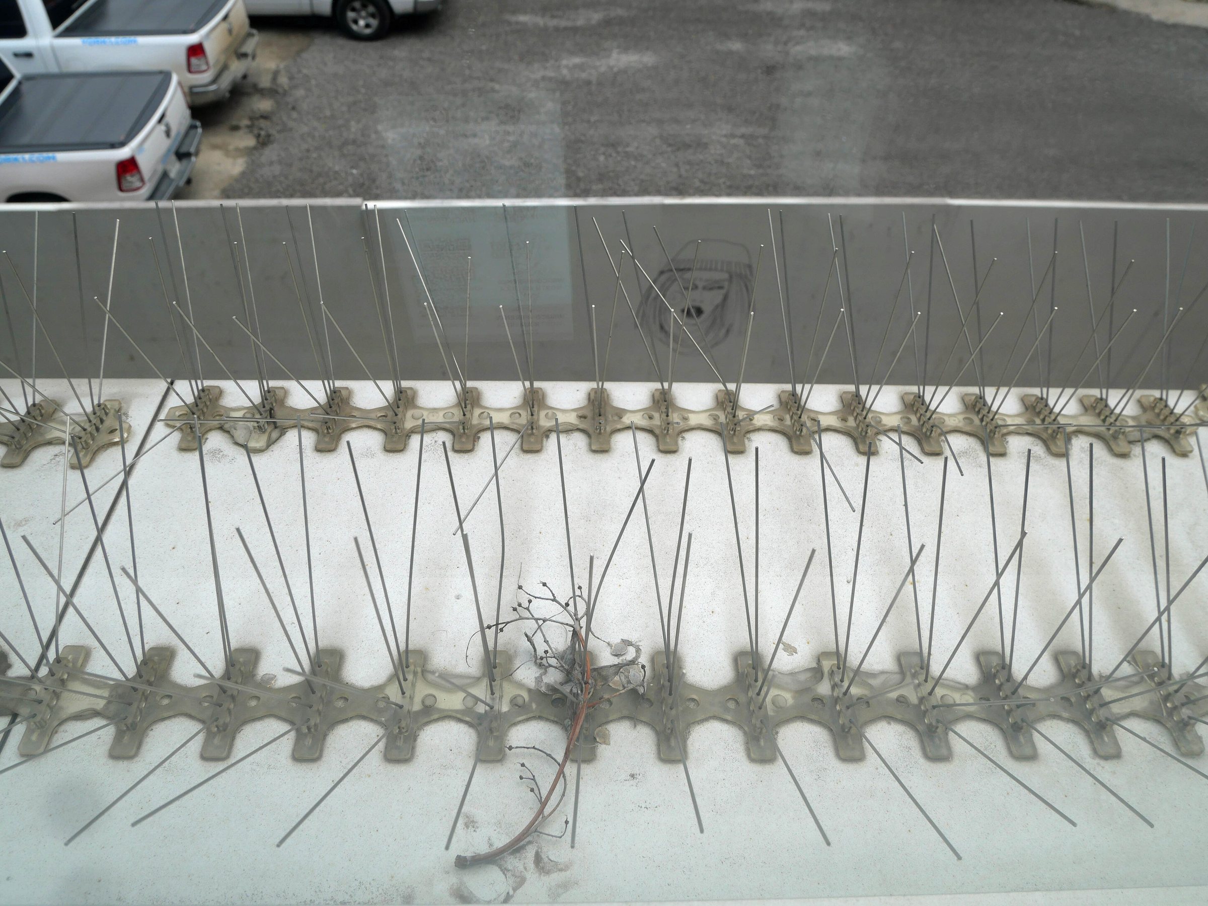 Rows of stainless steel bird deterrent spikes fixed along a concrete building ledge